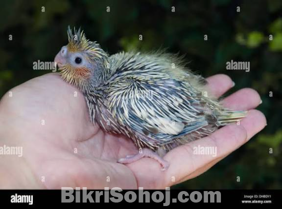 টেইম সাইজের গ্রে ককাটেইল পাখির বাচ্চা